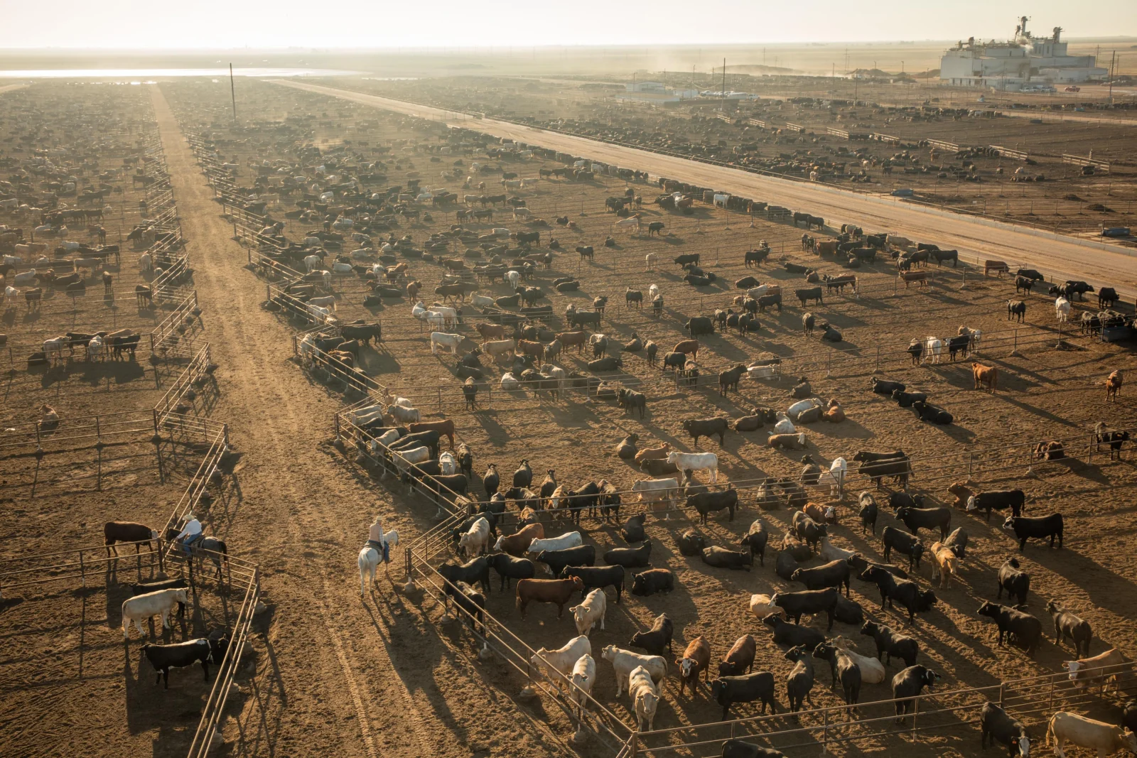 Aerial view of cattle operations and agricultural infrastructure